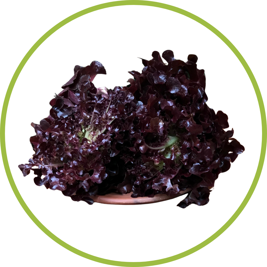 Lechuga morada
