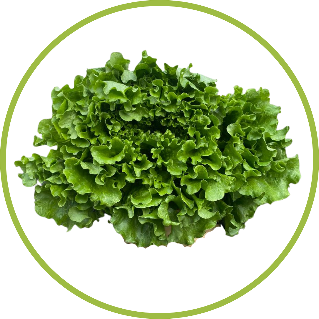 Lechuga crespa
